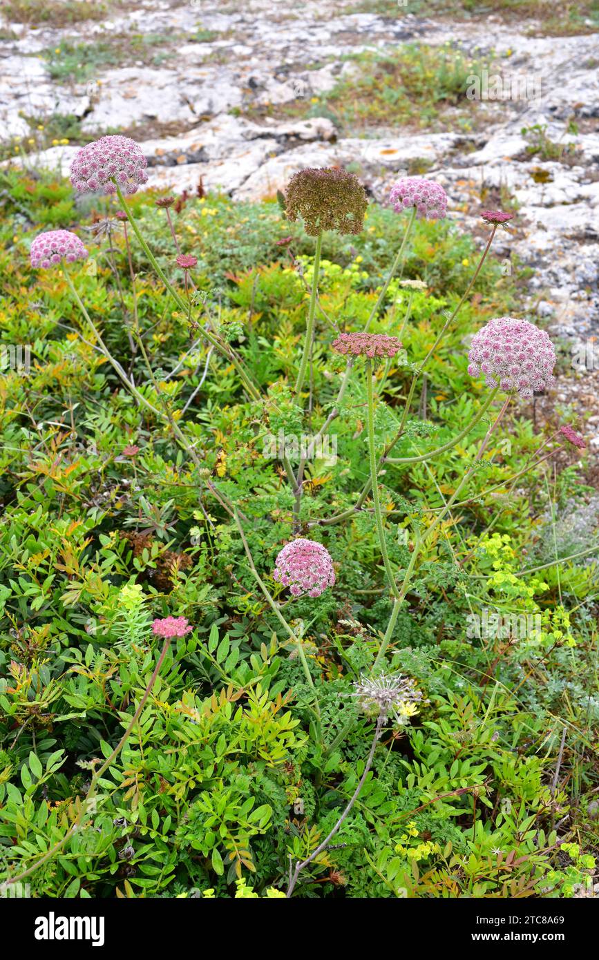 Pastanaga marina (Daucus carota commutatus or Daucus gingidium commutatus) is an annual or biennial plant native to coasts of Comunidad Valenciana and Stock Photo