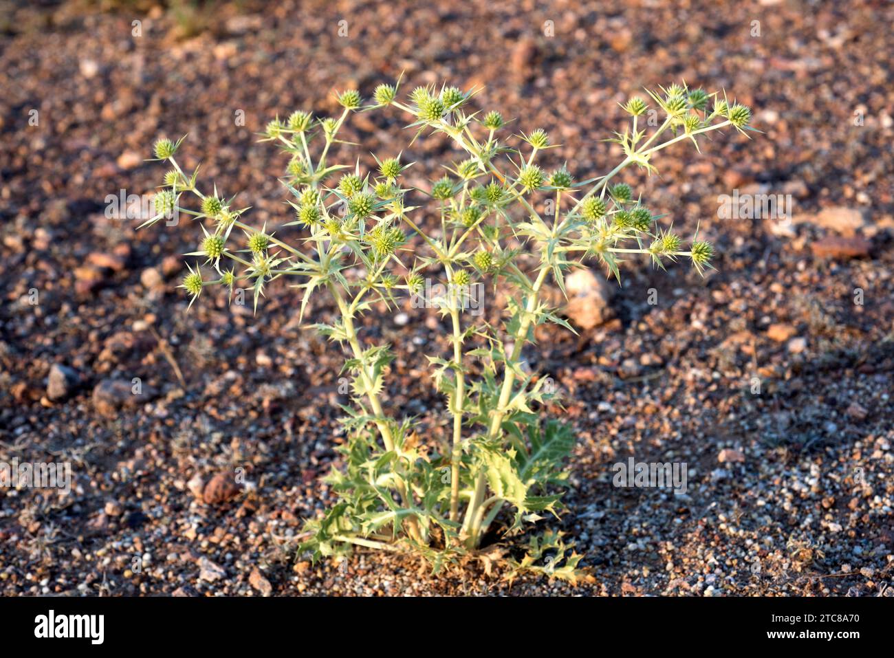 Field eryngo (Eryngium campestre) is a medicinal perennial herb native