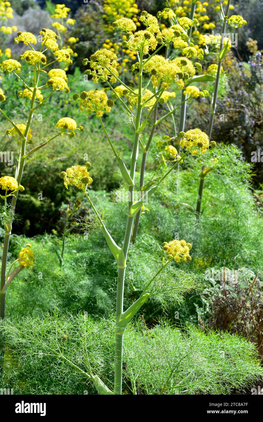 Giant fennel (Ferula communis) is a perennial plant native to Mediterranean basin and eastern Africa. Is poisonous to sheep. Stock Photo