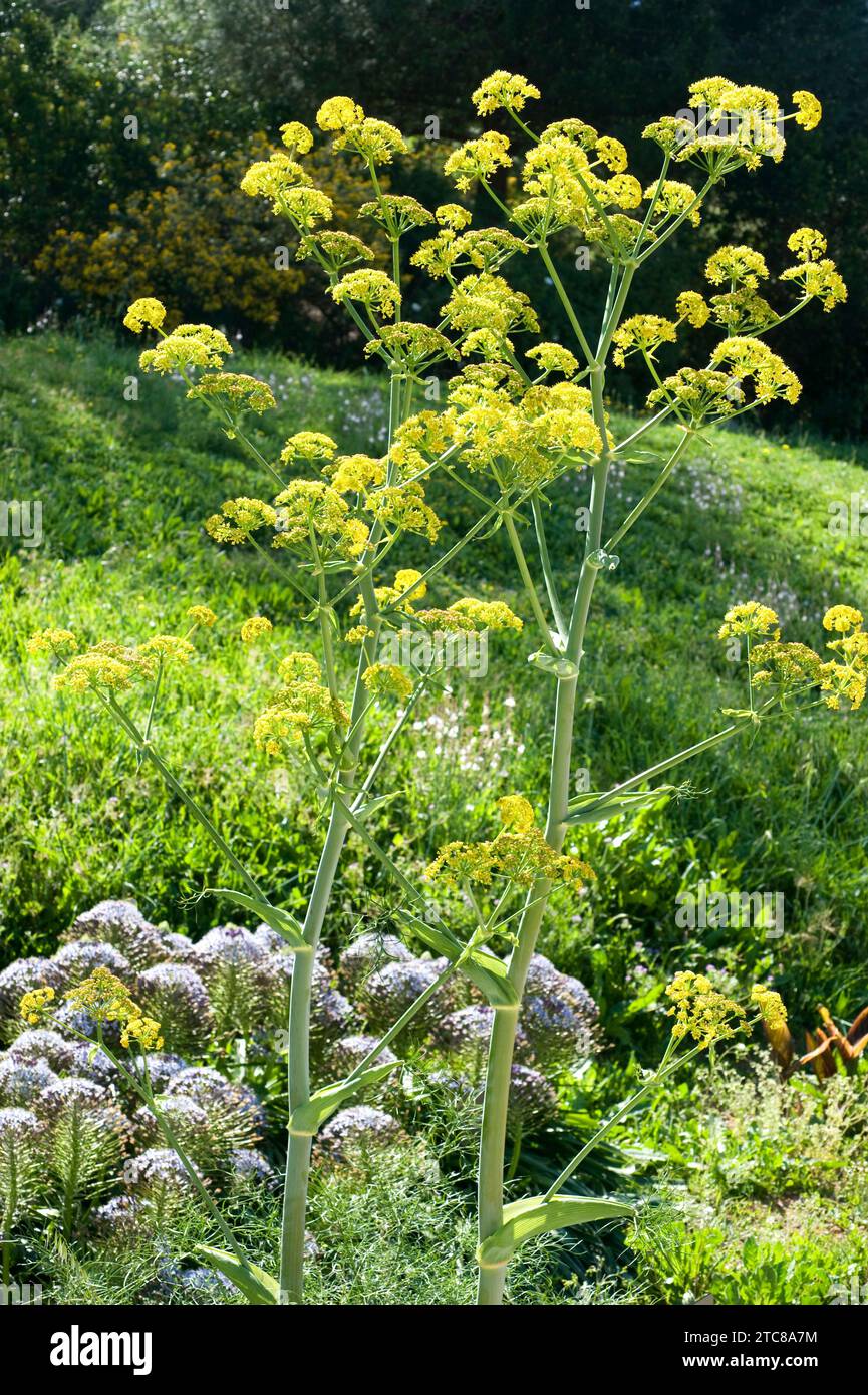 Giant fennel (Ferula communis) is a perennial plant native to Mediterranean basin and eastern Africa. Is poisonous to sheep. Stock Photo