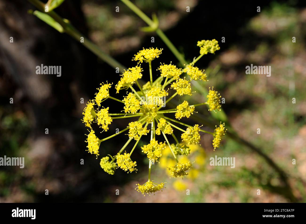 Ferula fontqueri is a perennial plant endemic to northern Morocco. Inflorescence detail. Stock Photo
