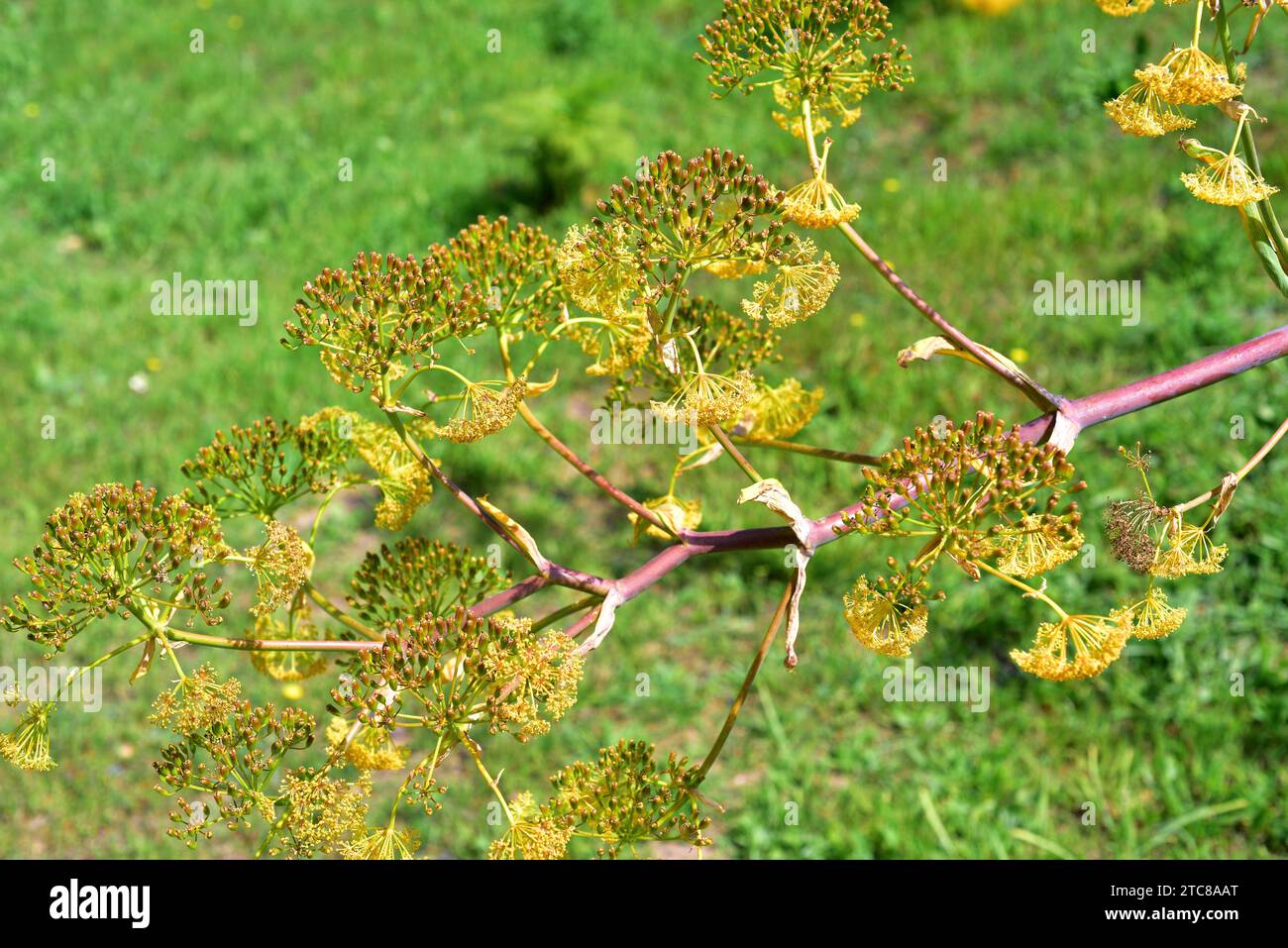 Giant Canary fennel (Ferula linkii) is a perennial plant endemic to Canary Islands except Lanzarote. Fruits detail. Stock Photo