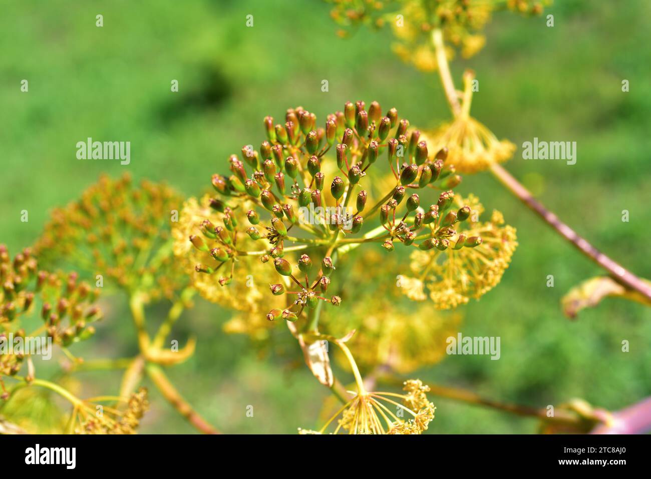 Giant Canary fennel (Ferula linkii) is a perennial plant endemic to Canary Islands except Lanzarote. Fruits detail. Stock Photo