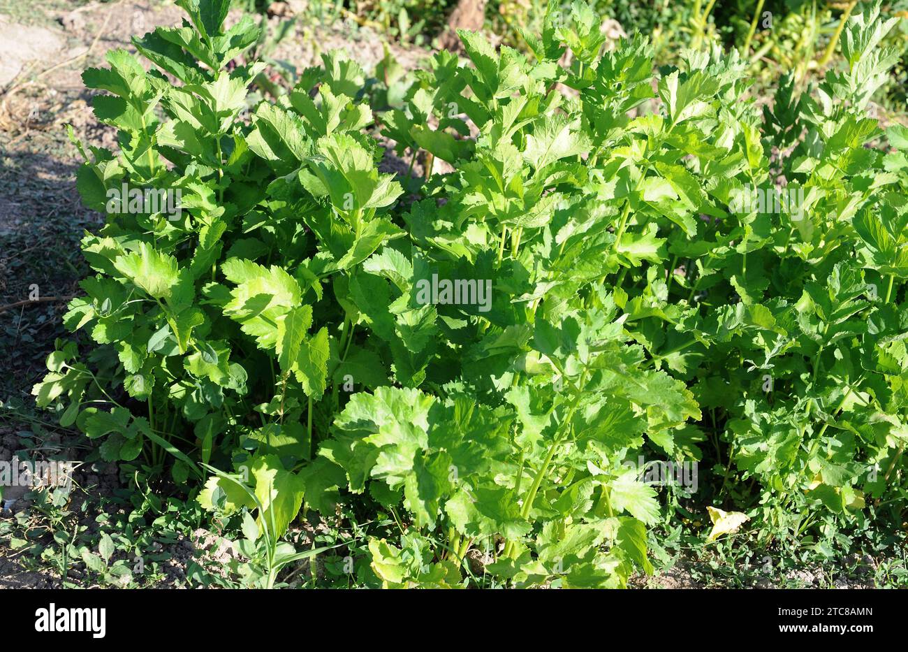 Parsnip (Pastinaca sativa) is an annual or biennial herb cultivated for its edible roots. Stock Photo