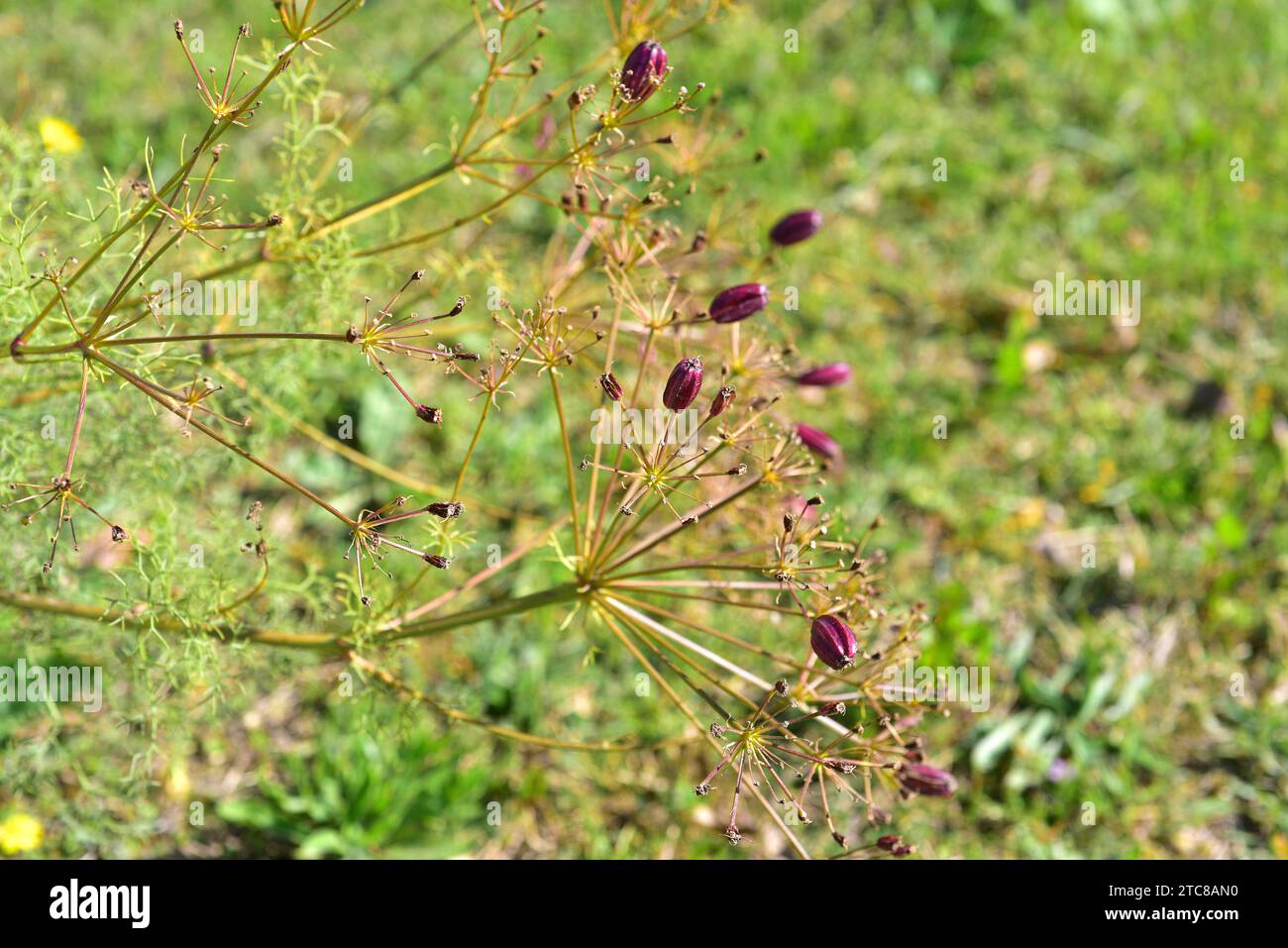 Prangos ferulacea is a medicinal perennial herb native to eastern Mediterranean region and southwestern Asia. Fruits detail. Stock Photo