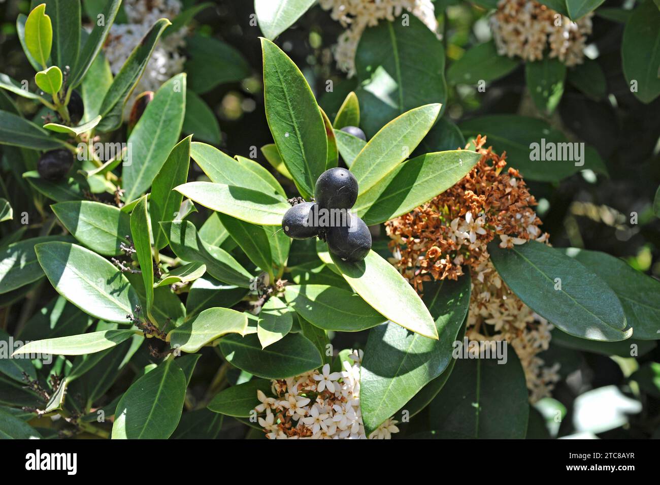 African wintersweet or Hottentot's poison (Acokanthera spectabilis or Acokanthera oblongifolia) is a poisonous small tree native to southern Africa. F Stock Photo