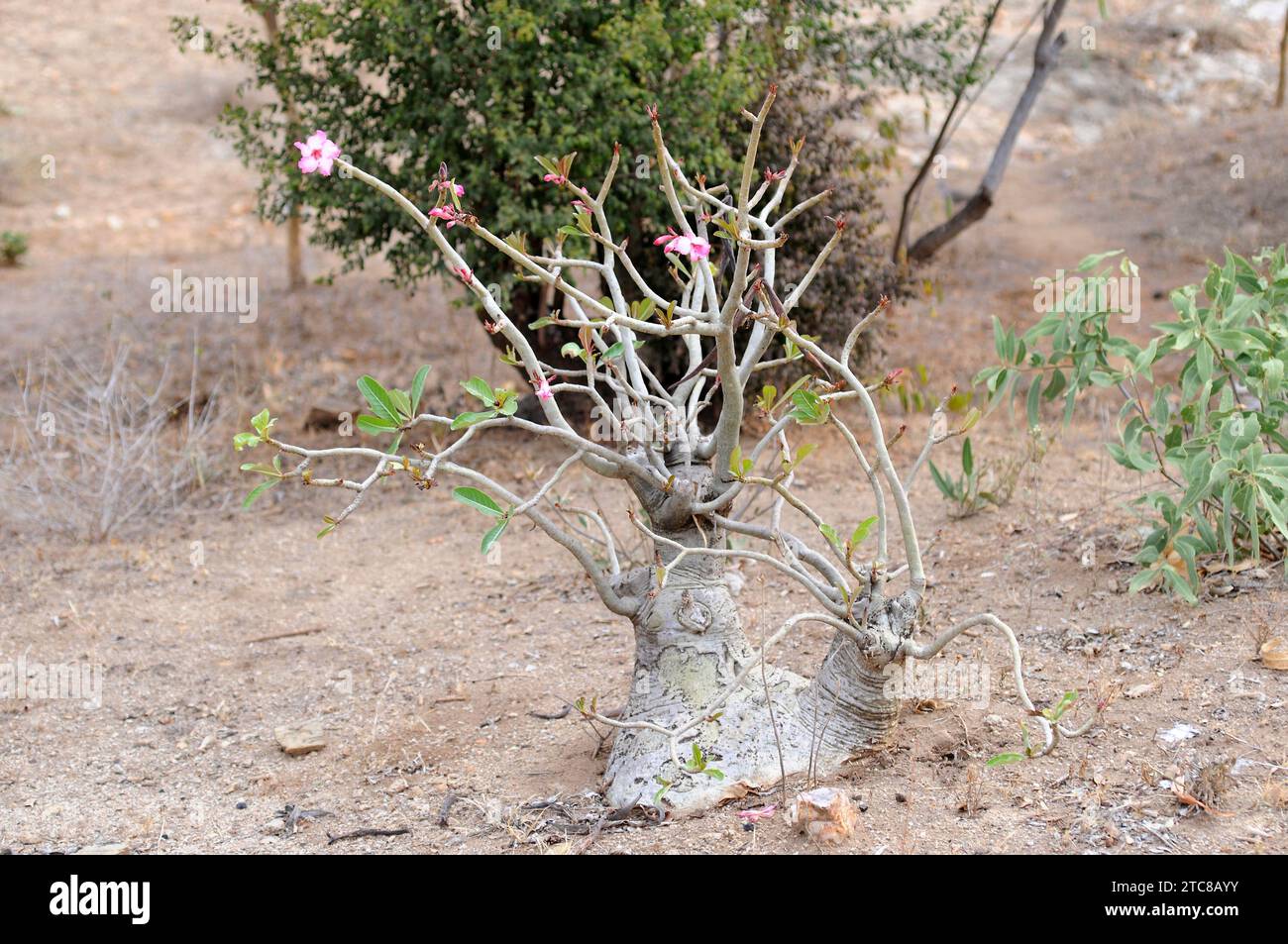 Desert rose, impala lily or Sabi star (Adenium obesum somalense) is a