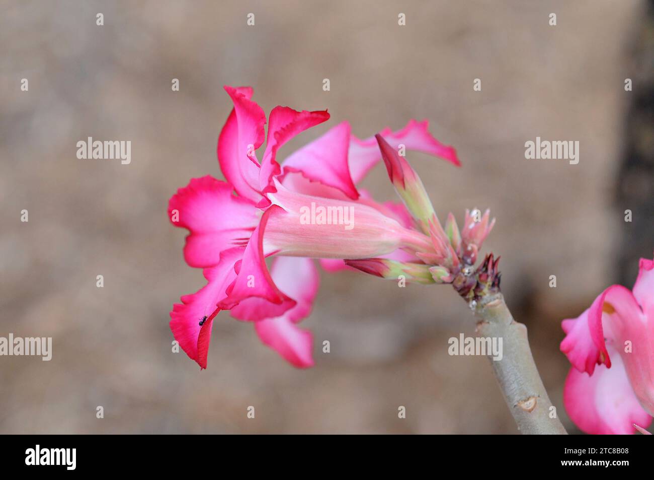 Desert rose, impala lily or Sabi star (Adenium obesum somalense) is a