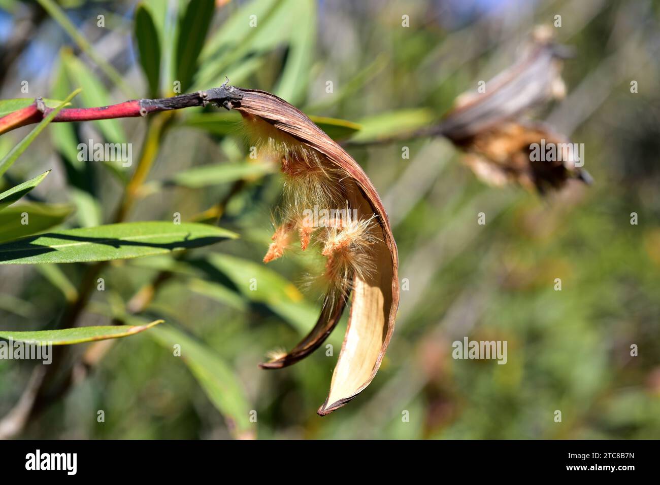 Oleander (Nerium oleander) is a poisonous shrub or small tree native to