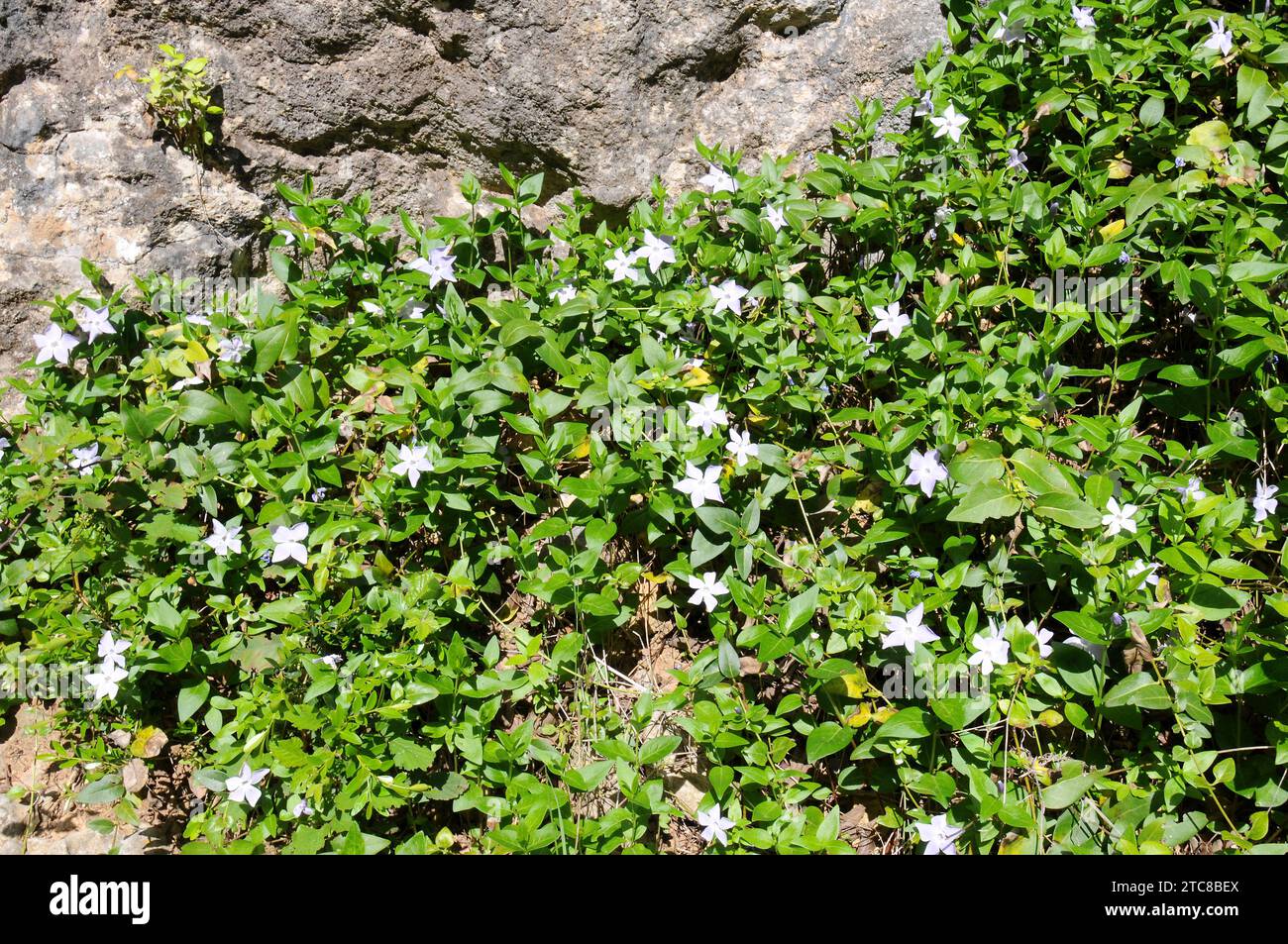 Periwinkle (Vinca difformis) is an evergreen creping subshrub native to western Mediterranean coasts and Portugal. This photo was taken in Barcelona, Stock Photo