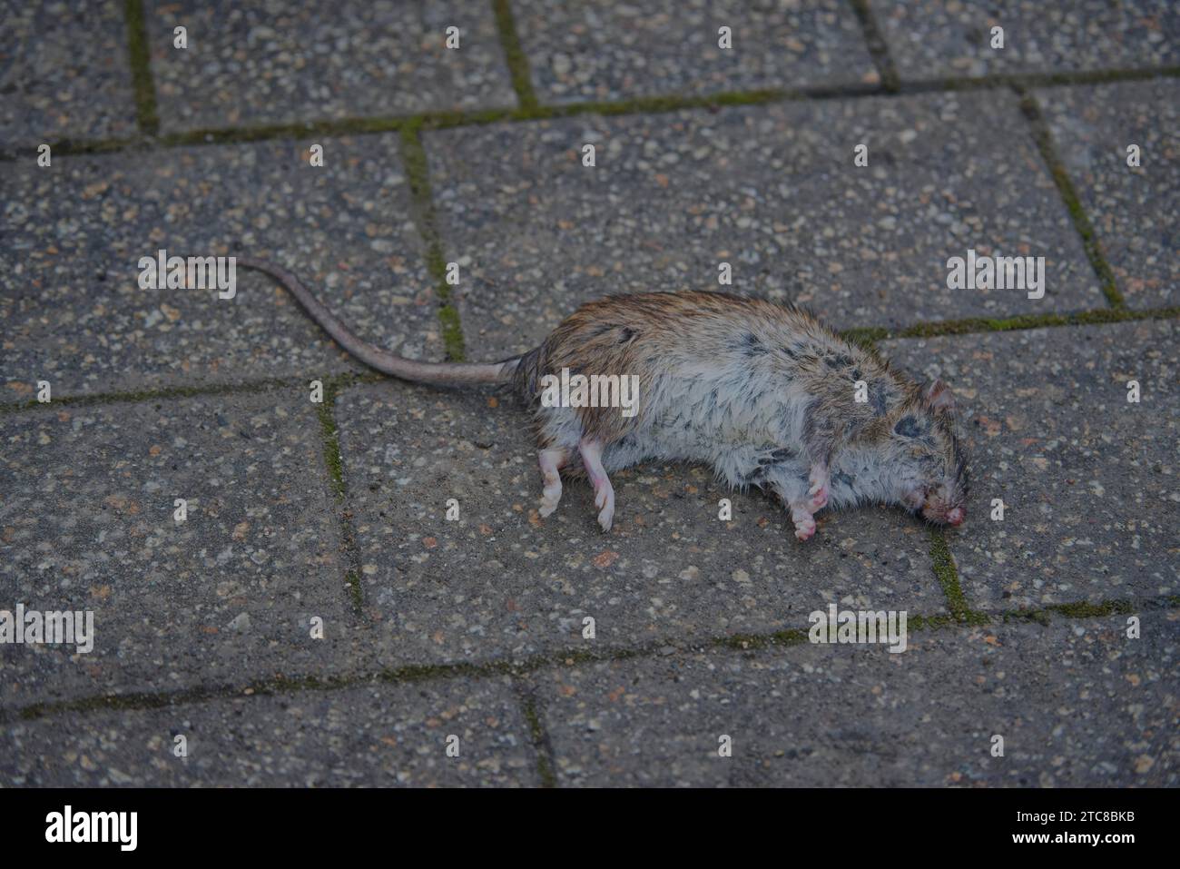 Dead Norway rat (Rattus norvegicus), food pest, disease vector, neozoon, rodent, rat, Schwaebisch Hall, Hohenlohe, Heilbronn-Franken Stock Photo