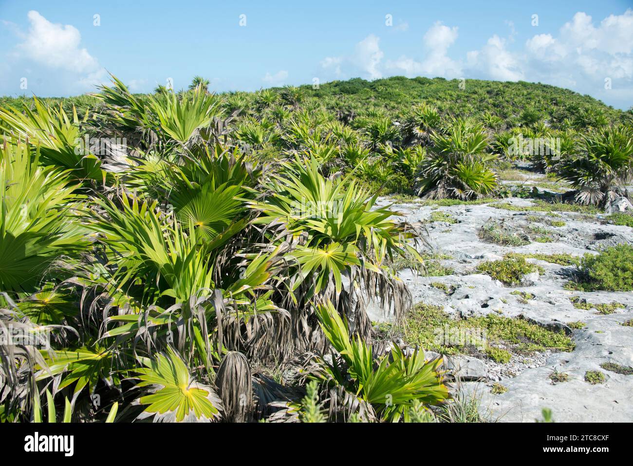 Paurotis palm (Acoelorraphe wrightii) is a small palm native to Caribbean, southeastern Mexico and southern Florida. This photo was taken In Tulum, Me Stock Photo