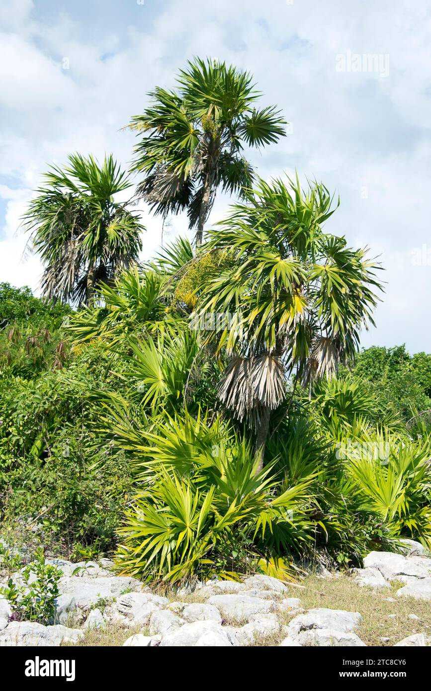 Paurotis palm (Acoelorraphe wrightii) is a small palm native to Caribbean, southeastern Mexico and southern Florida. This photo was taken In Tulum, Me Stock Photo