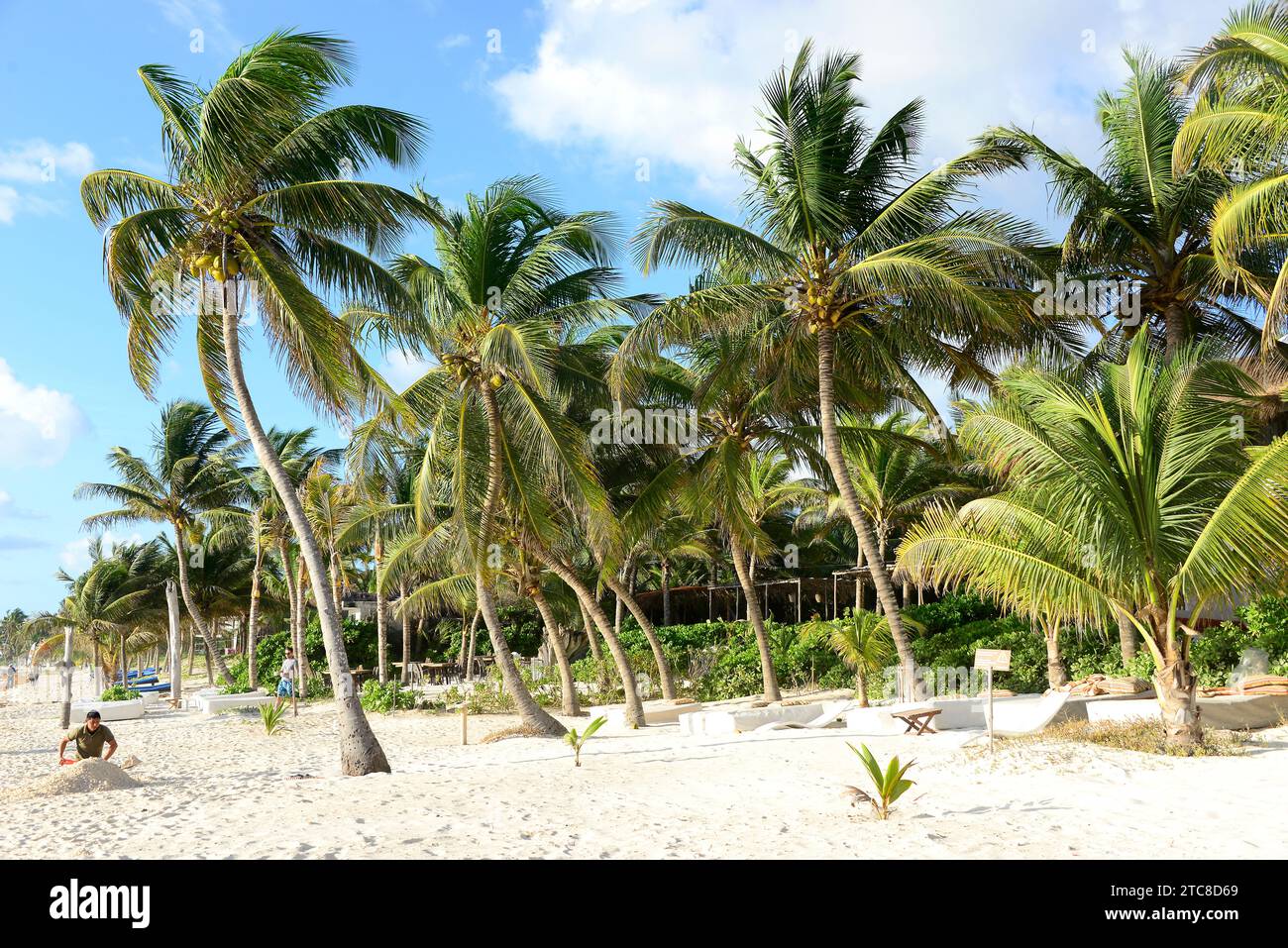 Coconut palm or coconut tree (Cocos nucifera) is a palm originary from Indo-Pacific but widely naturalizated in all the tropical coasts. This photo wa Stock Photo