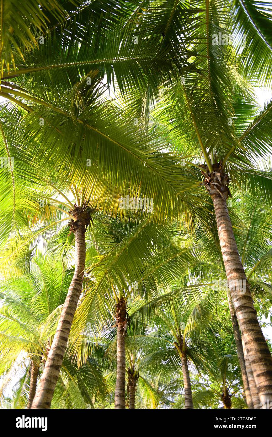 Coconut palm or coconut tree (Cocos nucifera) is a palm originary from Indo-Pacific but widely naturalizated in all the tropical coasts. This photo wa Stock Photo