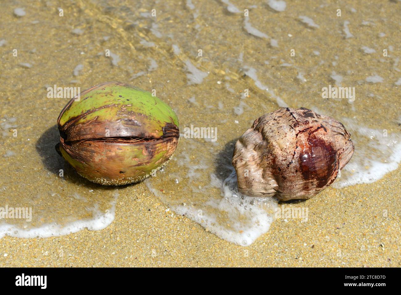Coconut palm or coconut tree (Cocos nucifera) is a palm originary from Indo-Pacific but widely naturalizated in all the tropical coasts. Its fruits ar Stock Photo