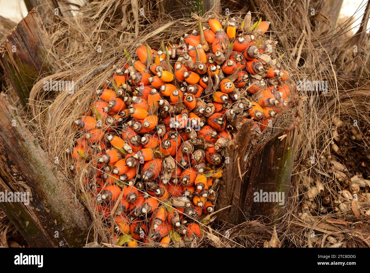 Oil palm (Elaeis guineensis) is a palm native to western Africa and widely cultivated in other tropical regions for its fruits rich in edible oil. Thi Stock Photo