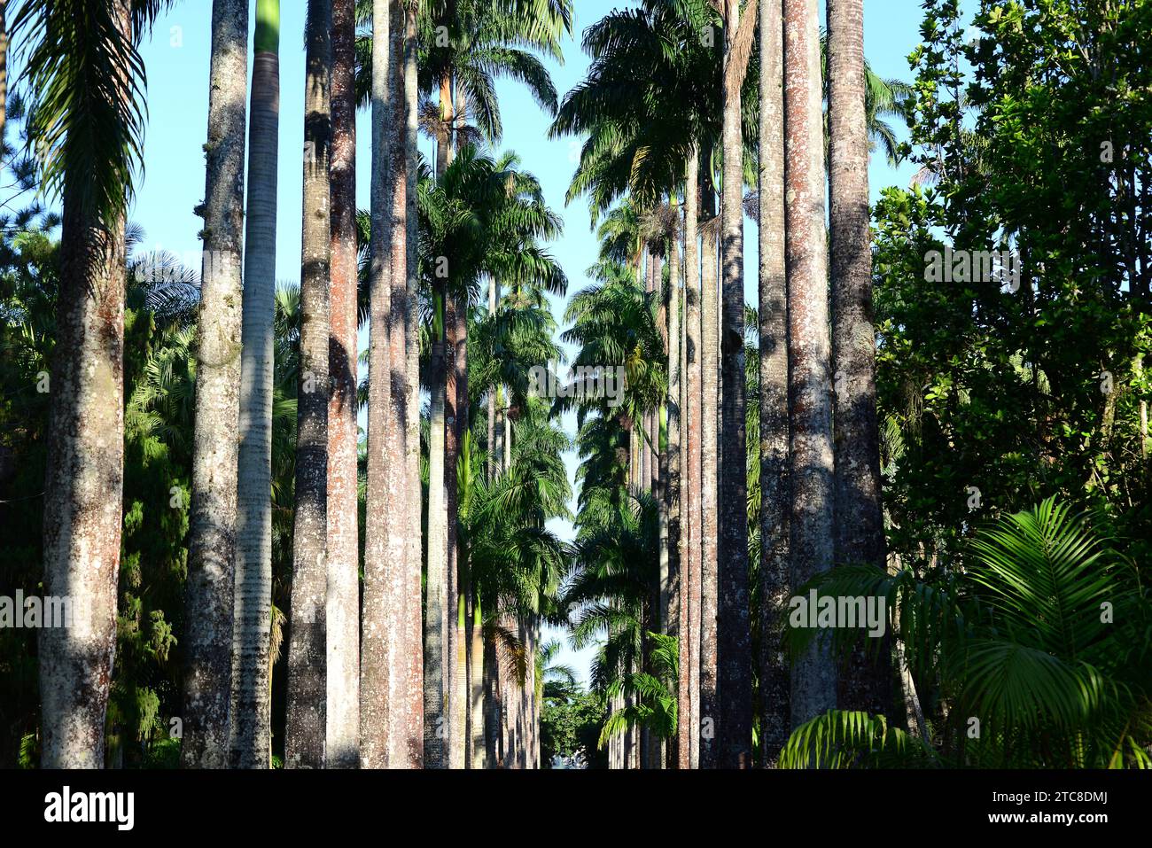 Caribbean royal palm (Roystonea oleracea) is a palm native to Caribbean and northern South America. The sap can be fermented to produce palm wine. Thi Stock Photo