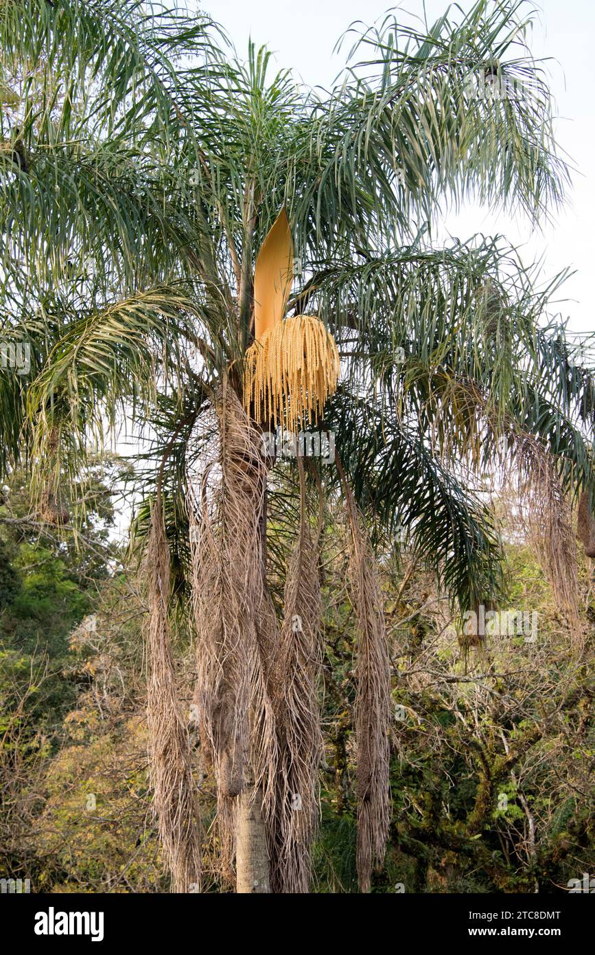 Queen palm (Syagrus romanzoffiana) is a palm native to South America (Brazil, Argentina, Paraguay and Uruguay). Its fruits are edible. This photo was Stock Photo