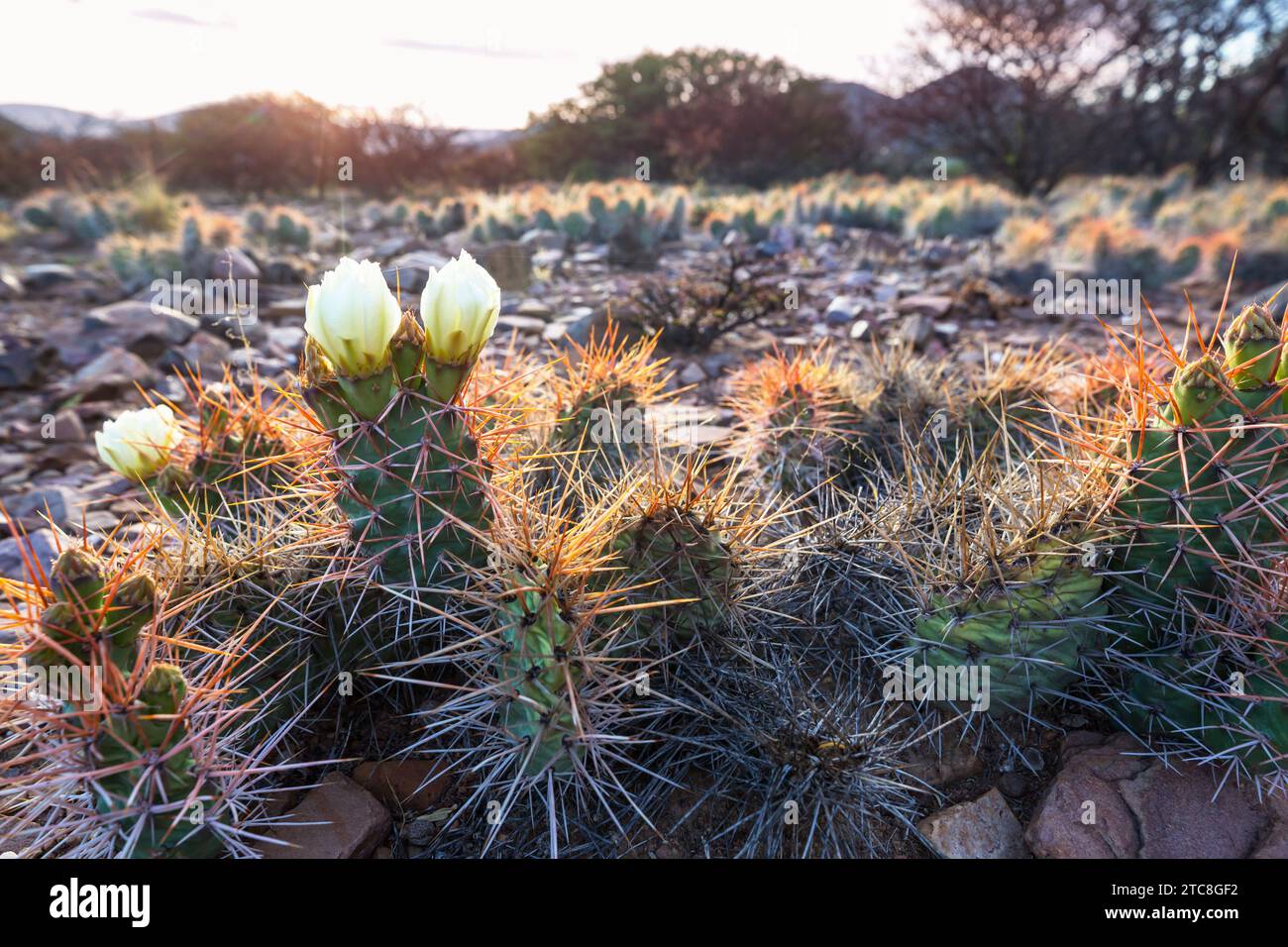 Cactus red flowers in Andes Stock Photo - Alamy
