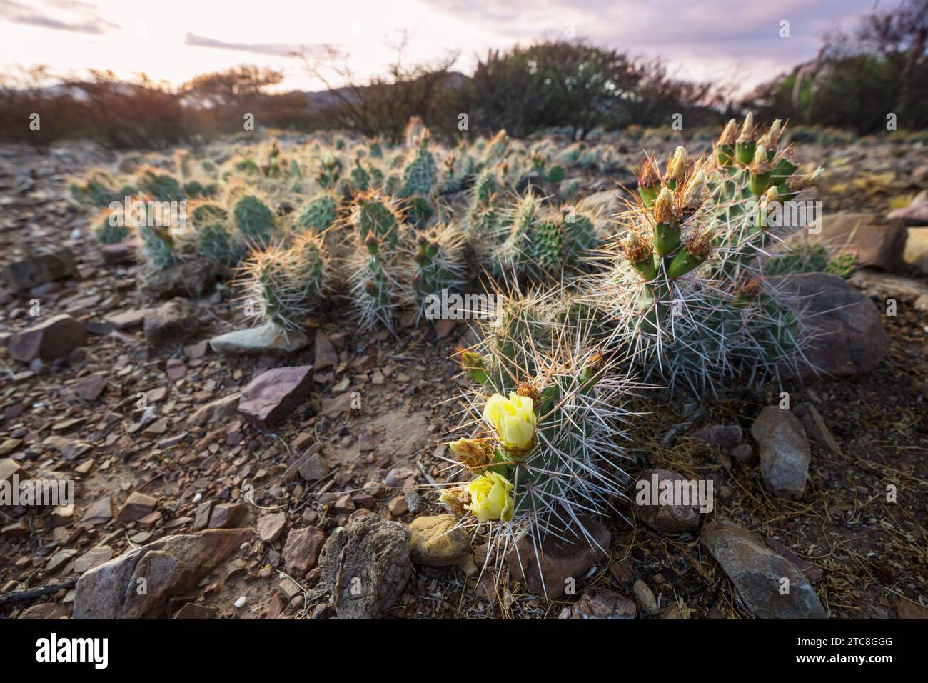 Cactus red flowers in Andes Stock Photo - Alamy