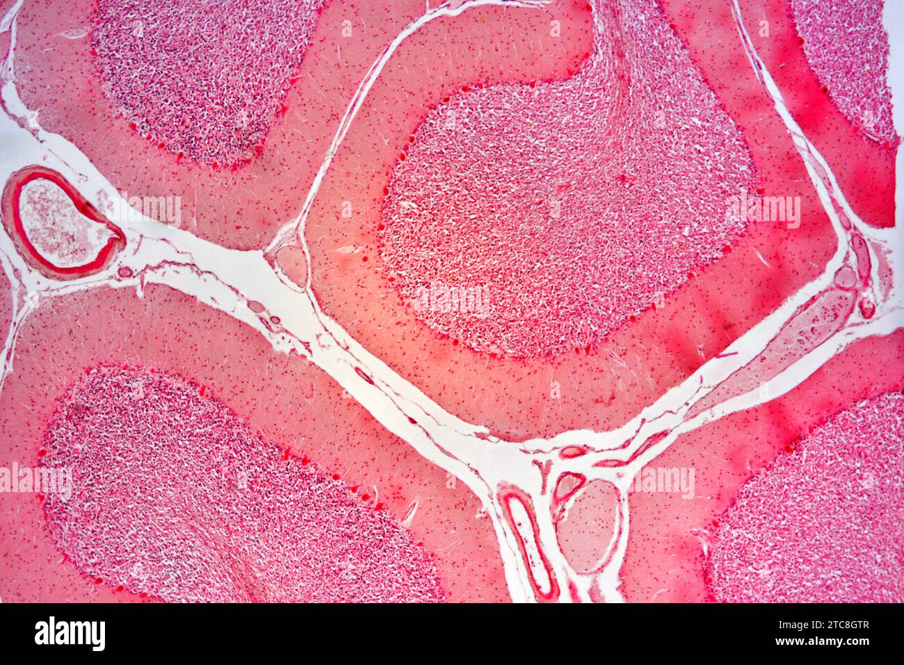 Human cerebellum cross section. Light microscope X40. at 10 cm wide