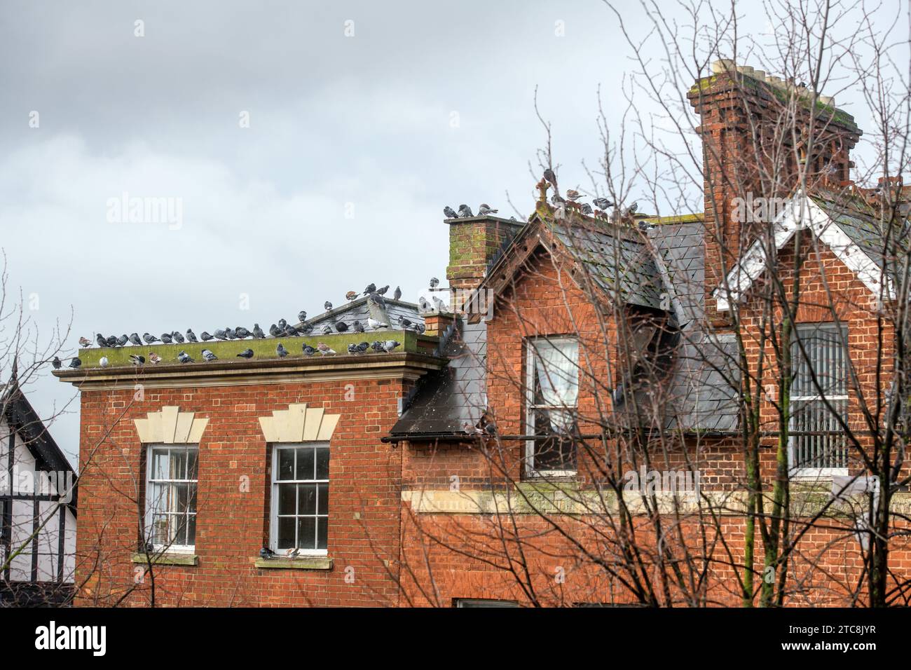 Pigeons perched on a building in Southgate Street, Gloucester UK Stock Photo