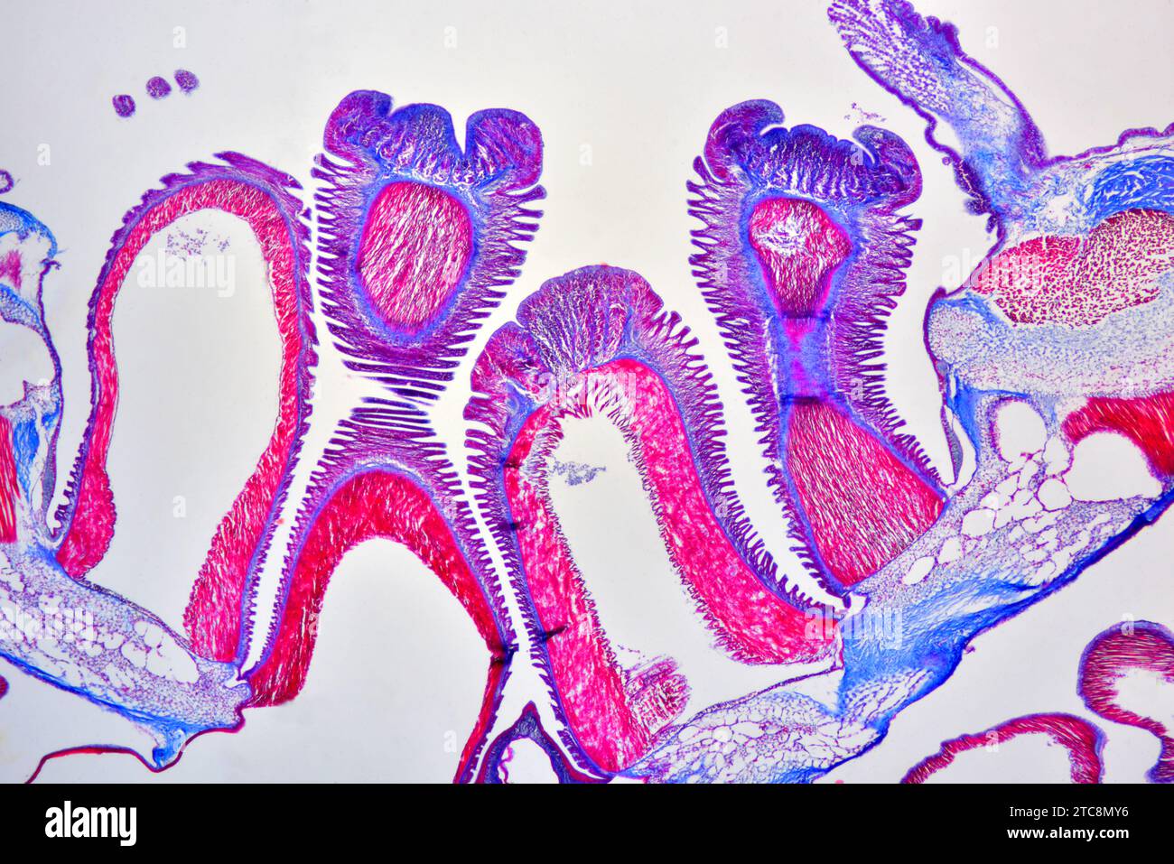 Asterias sp. cross section showing dermis, mucus glands, suckers and tube feets. Light microscope X50 at 10 cm wide. Stock Photo