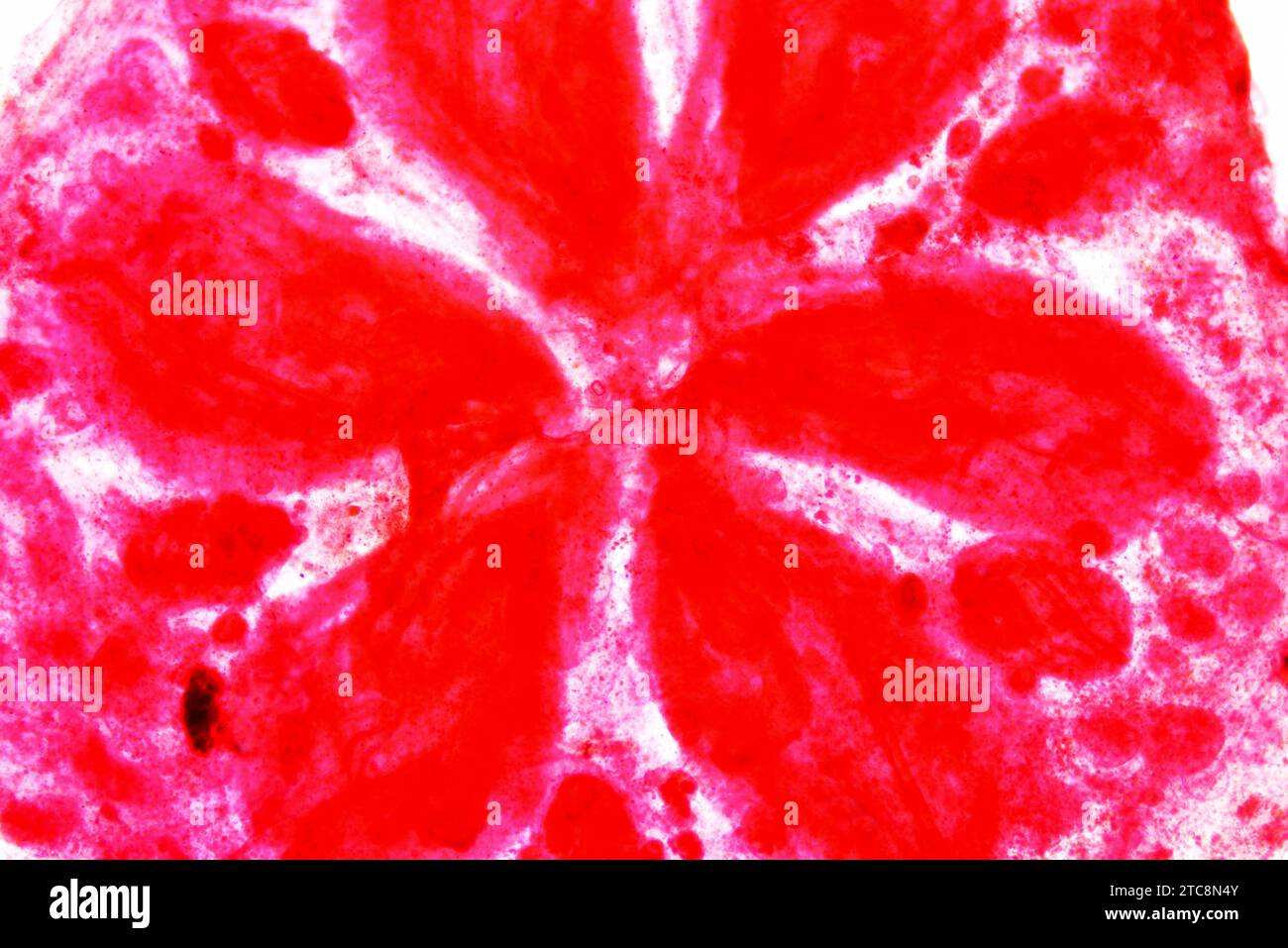 Star ascidian or star tunicate (Botryllus schlosseri), cross section. Light microscope X50 at 10 cm wide. Stock Photo
