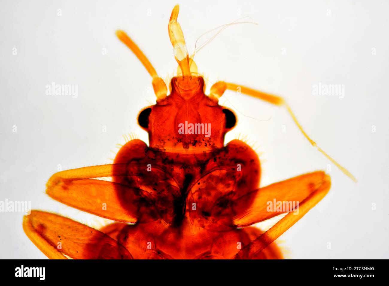 Common bed bug (Cimex lectularius) is a parasitic insect that feeds