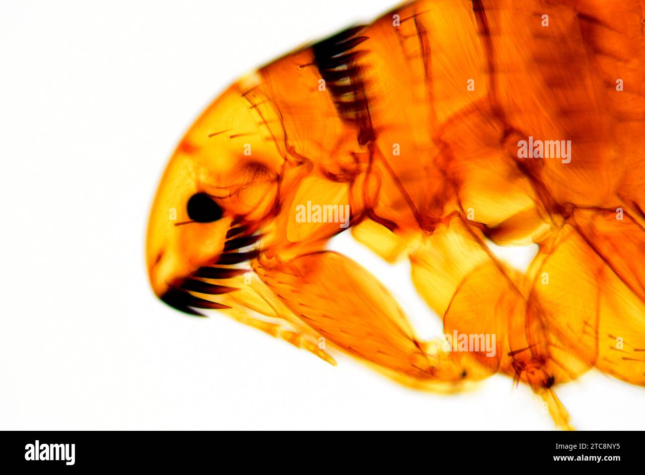 Dog flea (Ctenocephalides canis) is an hematophagous parasitic insect. Light microscope X50 at 10 cm wide. Stock Photo
