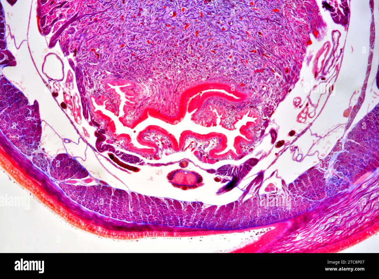 Earthworm (Oligochaeta) cross section showing cuticle, epidermis, circular and longitudinal muscles, nerve cord, blood vessel and intestine. Light mic Stock Photo