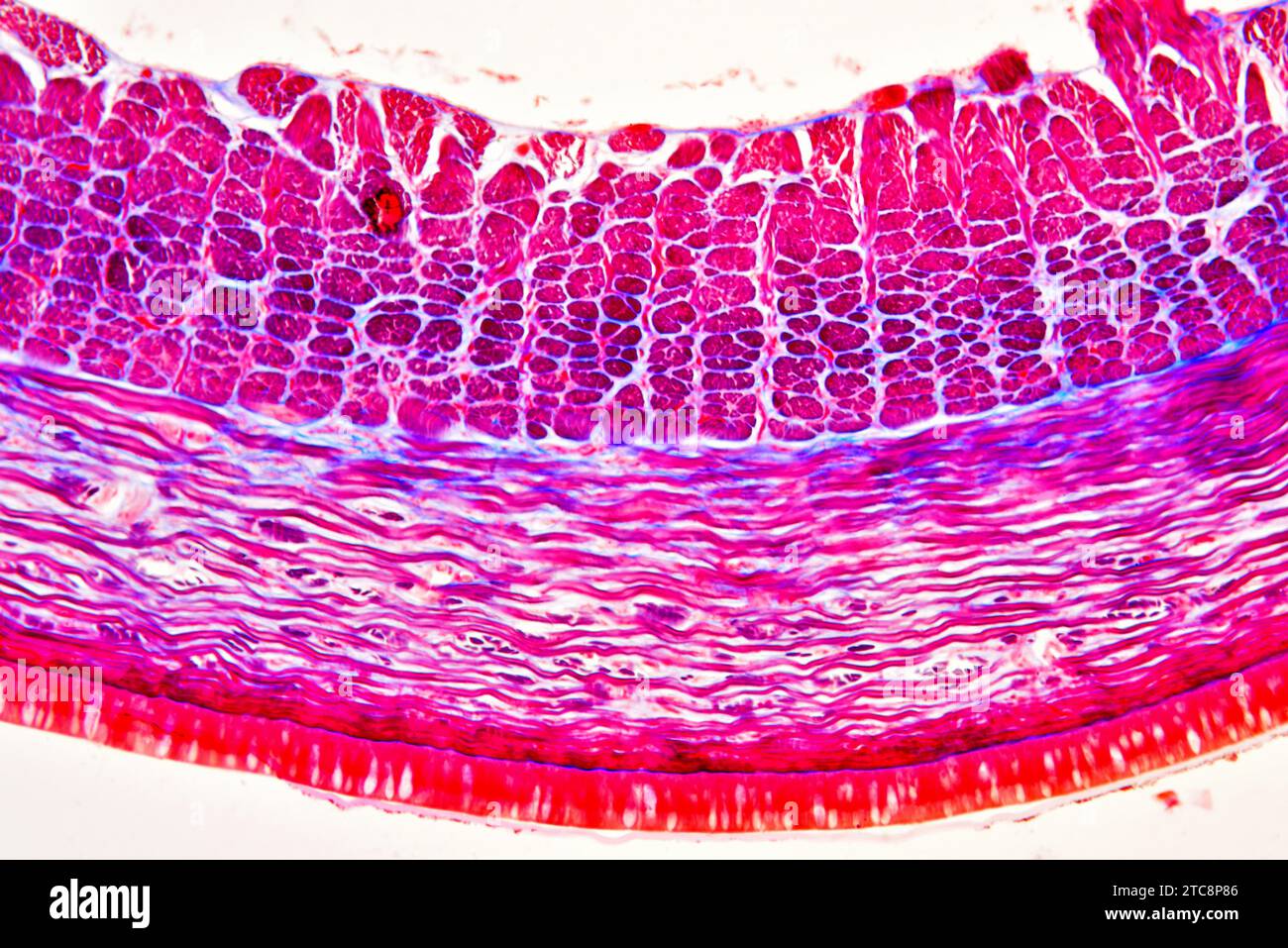 Earthworm (Oligochaeta) cross section showing cuticle, epidermis and circular and longitudinal muscles. Light microscope X150 at 10 cm wide. Stock Photo
