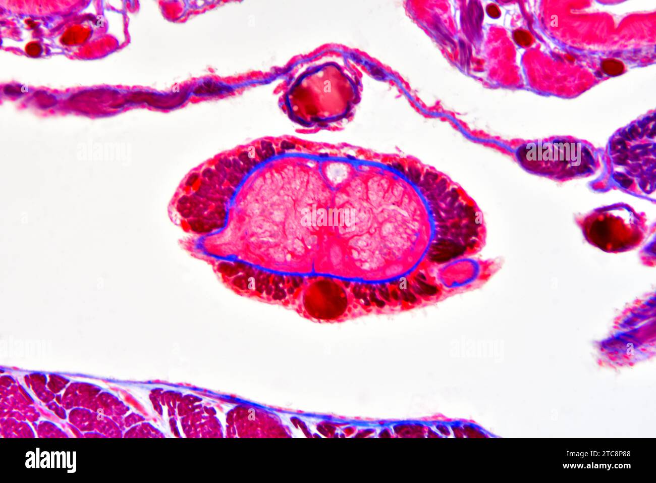 Earthworm (Oligochaeta) cross section showing blood vessel and nerve ...