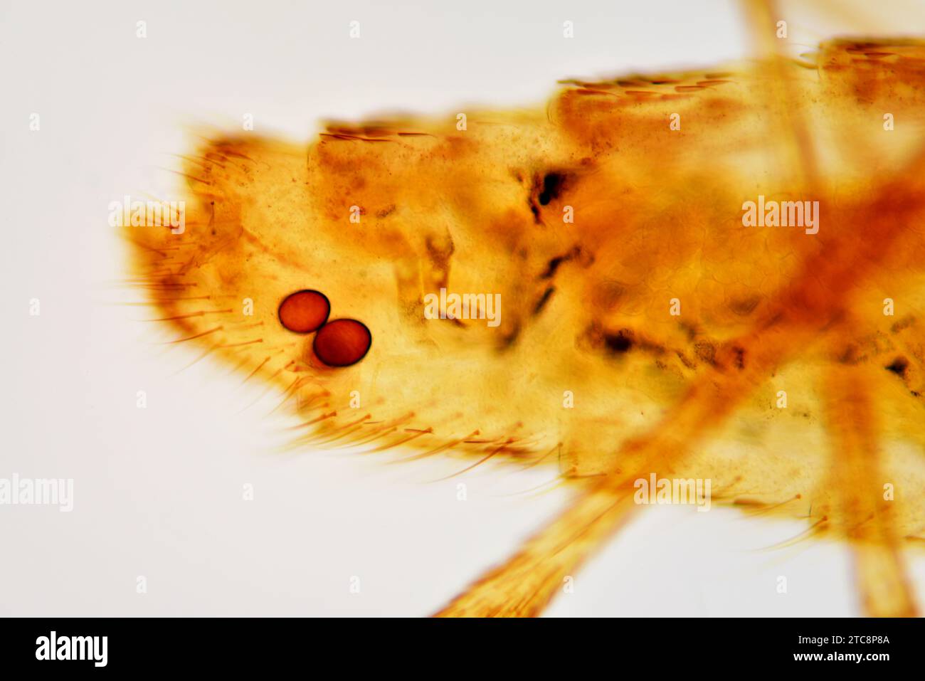 Common house female mosquito (Culex pipiens), abdomen with eggs detail. Light microscope X150 at 10 cm wide. Stock Photo