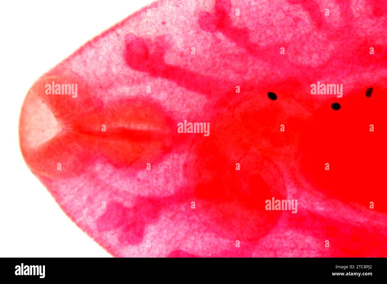Common liver fluke (Fasciola hepatica or Distomum hepaticum) oral region. Light microscope X50 at 10 cm wide. Stock Photo
