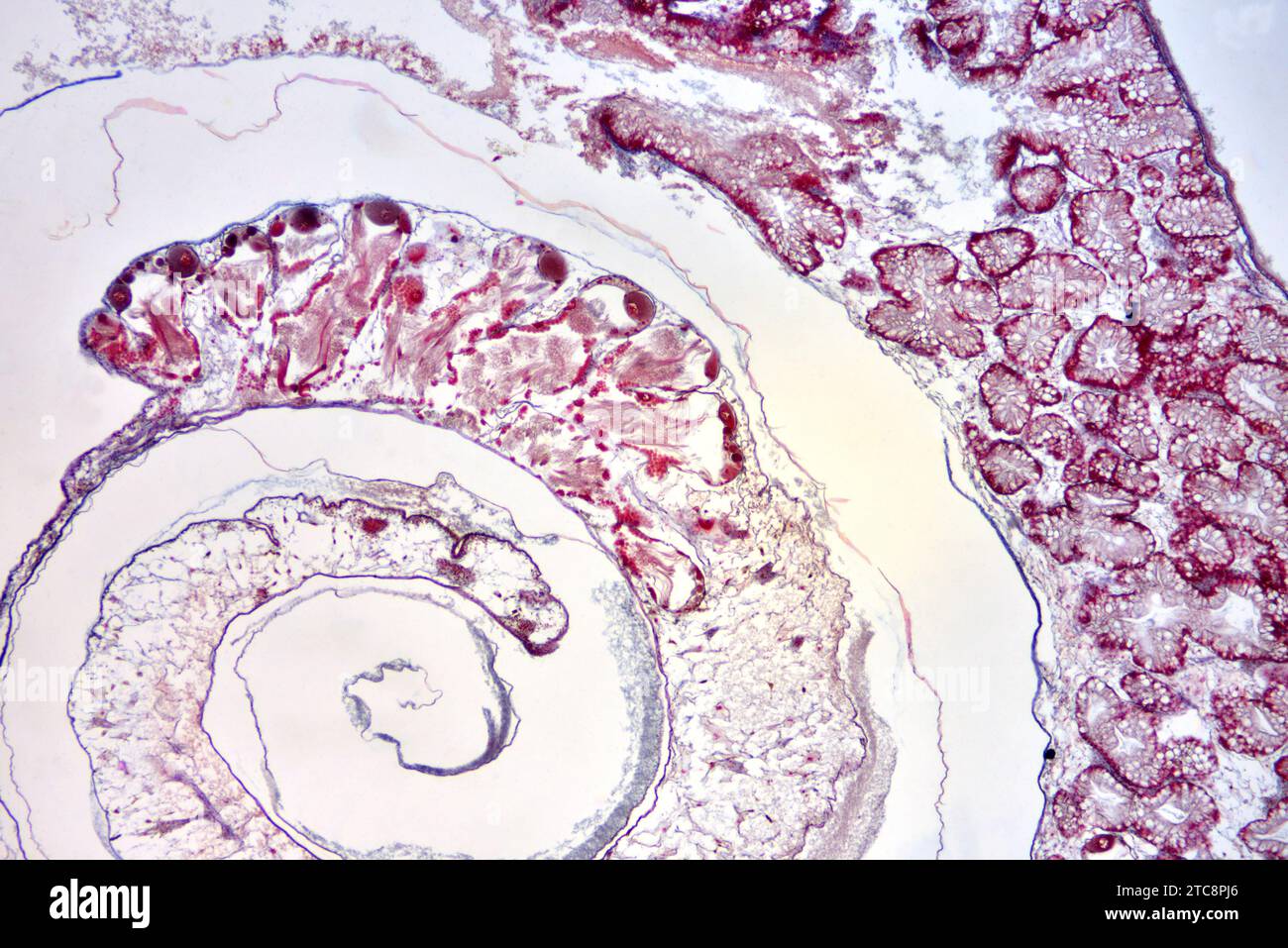 Roman snail (Helix pomatia), hermaphrodite gland (ovotestis). Light