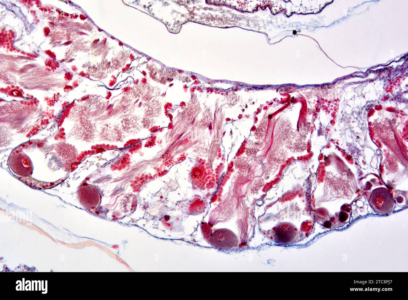 Roman snail (Helix pomatia), hermaphrodite gland (ovotestis). Light