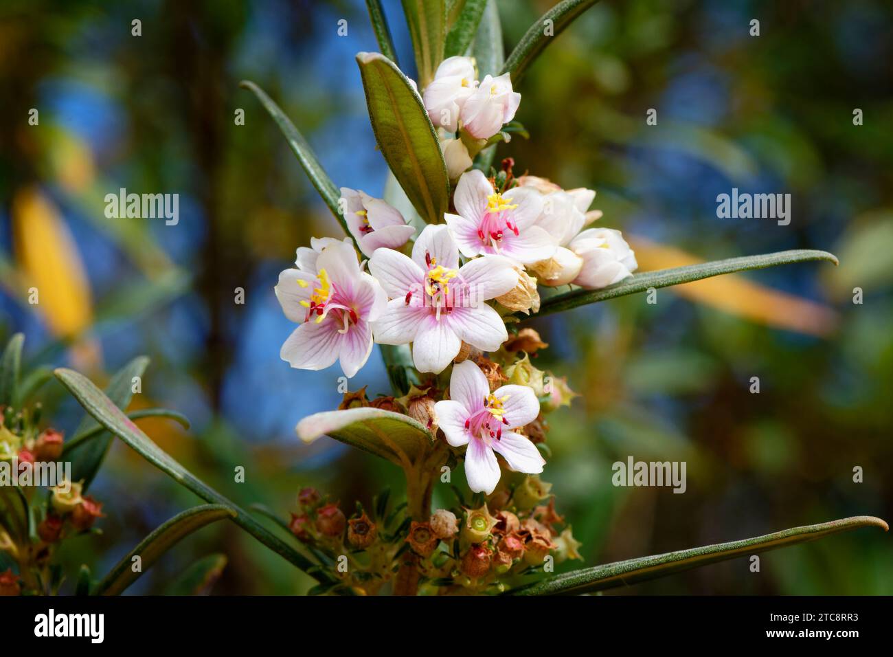 Trembleya parviflora, Serra da Canastra, Minas Gerais, Brazil Stock Photo