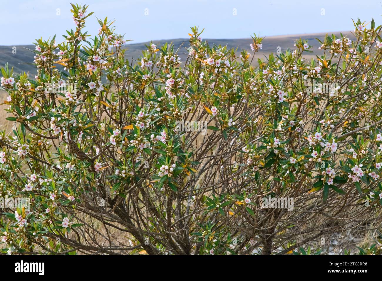 Trembleya parviflora, Serra da Canastra, Minas Gerais, Brazil Stock Photo