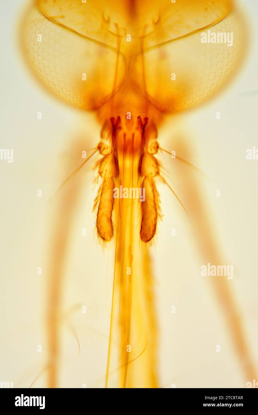 Palp On Insect Mosquito palps detail. Light microscope X150 at 10 cm wide Stock Photo ...