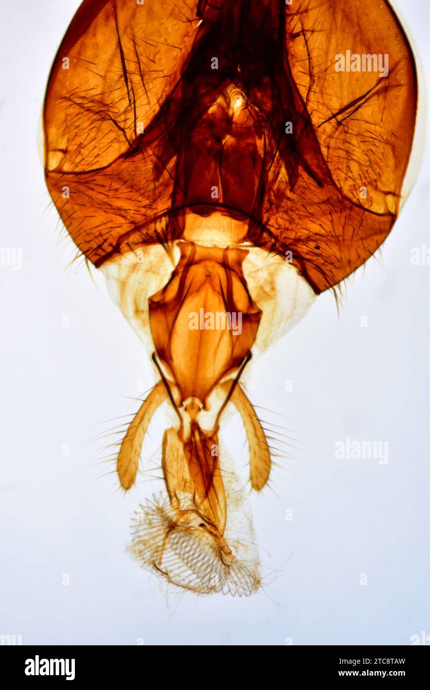 Housefly (Musca domestica) showing proboscis and palps. Light microscope X50 at 10 cm wide. Stock Photo