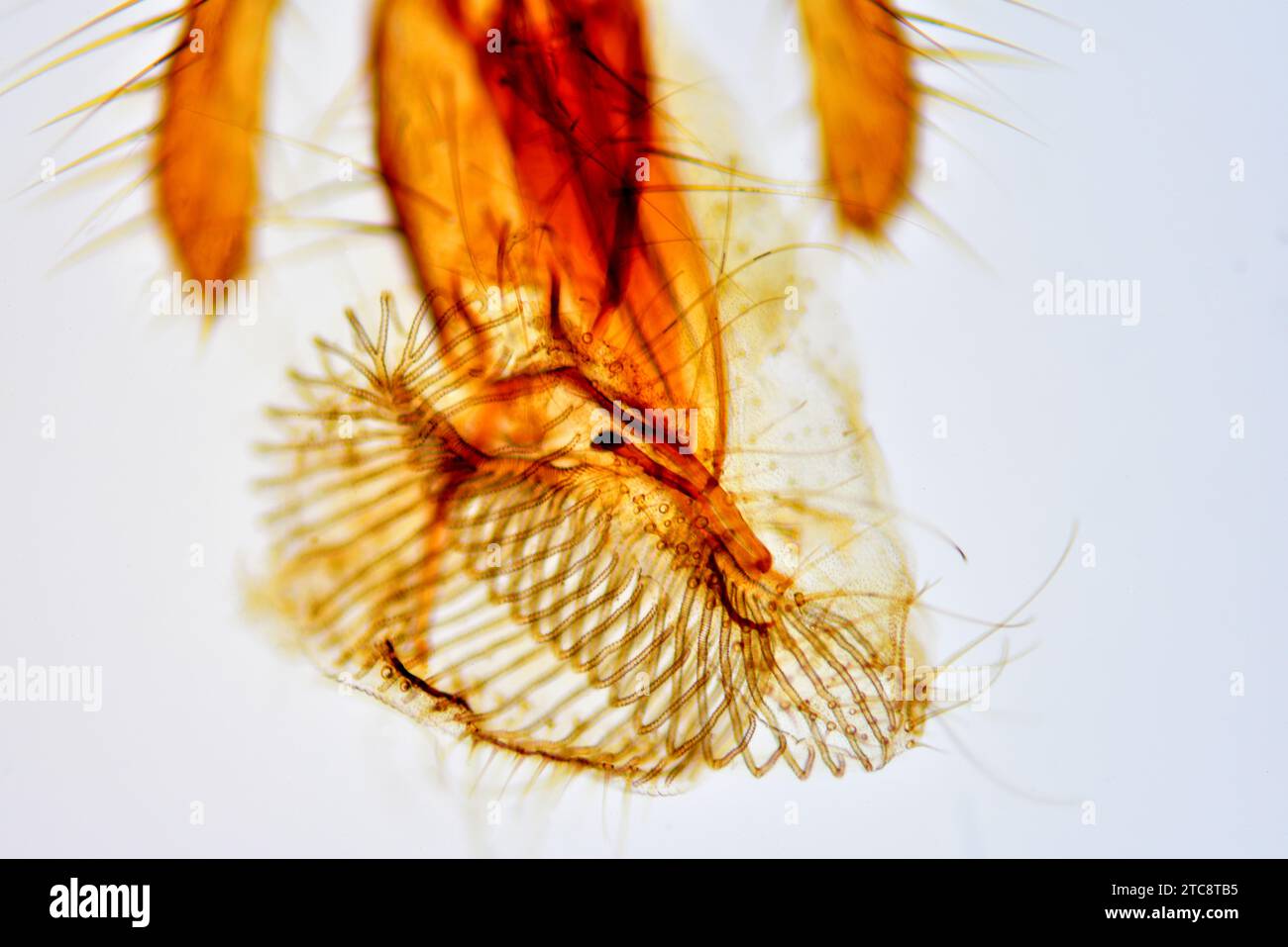 Fly Proboscus Housefly mouth hi-res stock photography and images - Alamy
