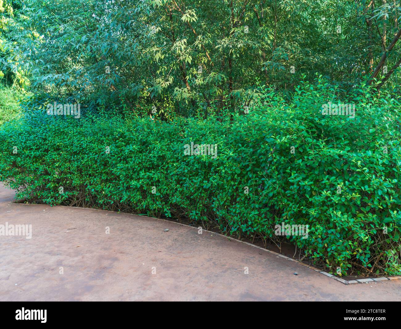 This is a beautiful Garden photos. in this photo include plants blue sky trees and beautiful nature views. This is Alamy exclusive image Garden photo Stock Photo