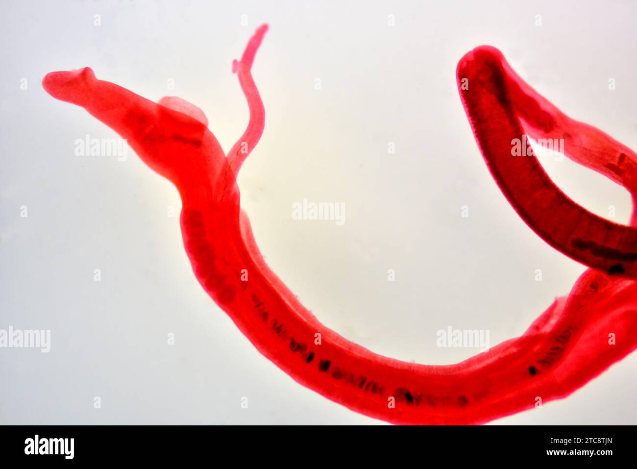 Schistosoma mansoni female and male copula. Light microscope X50 at 10 cm wide. Stock Photo