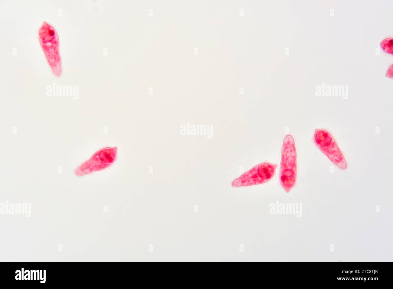 Schistosoma Mansoni Miracidia
