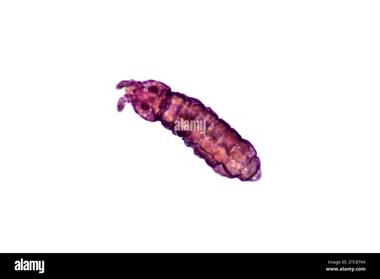 Springtail (Collembola) complet specimen, dorsal view. Light microscope X150 at 10 cm wide. Stock Photo