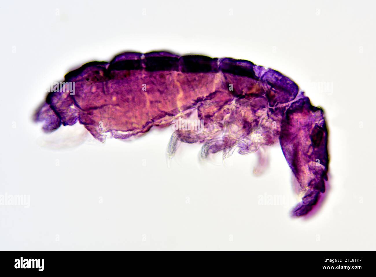 Springtail (Collembola) complet specimen lateral view. Light microscope X300 at 10 cm wide. Stock Photo