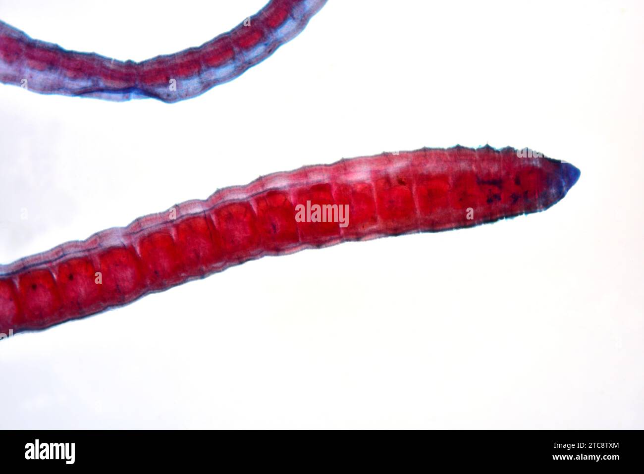 Tubifex is a oligochaeta free worm. Light microscope X50 at 10 cm wide. Stock Photo