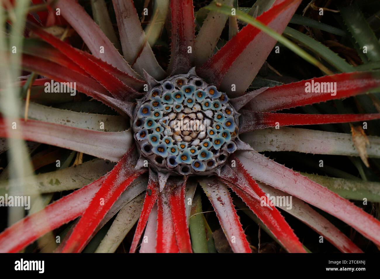 Growing Fascicularia bicolor canaliculata in nature Stock Photo